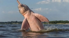 Dolphin amazonian